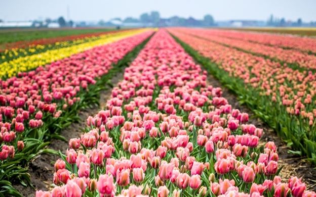 excursion tulipanes amsterdam