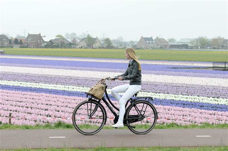 bicicletas tulipanes flores países bajos holanda
