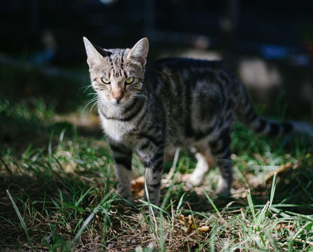 gatos países bajos